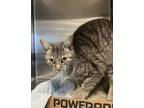 Adopt Summer a Domestic Short Hair
