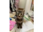 Adopt Princess Aurora a Domestic Short Hair