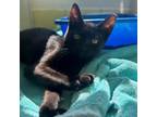 Adopt Chin Chin a Domestic Short Hair