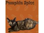 Adopt Pumpkin Spice a Domestic Short Hair