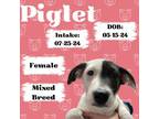 Adopt Piglet a Mixed Breed