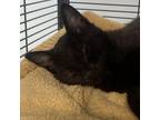 Adopt Dove a Domestic Short Hair
