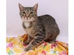 Adopt Lulu XIV a Domestic Short Hair