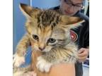 Adopt Spicy Meatball a Domestic Medium Hair