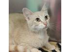 Adopt Princess a Domestic Short Hair