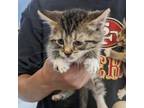 Adopt Piper a Domestic Medium Hair