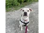 Adopt Cricket a Pit Bull Terrier, Mixed Breed