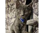 Adopt Salted Caramel Puff Pastry a Domestic Short Hair