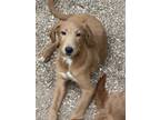 Adopt Goldina a Golden Retriever