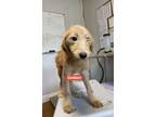Adopt Golden a Golden Retriever