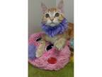 Adopt Dandelion a Domestic Short Hair