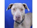 Adopt Jezebel- 081701S-2 a Pit Bull Terrier