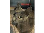 Adopt Mouse 24 a Russian Blue