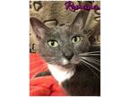 Adopt Romana a Domestic Short Hair