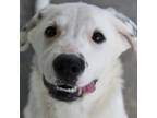 Adopt Viola a Retriever