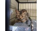 Adopt Ashley a Domestic Short Hair