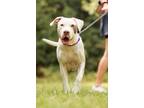 Adopt Venus a American Staffordshire Terrier