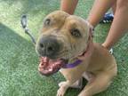 Adopt Genn a American Staffordshire Terrier