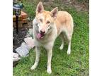 Adopt SANDY Available NOW - ADOPTION or RESCUE! a Husky, Mixed Breed
