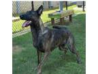 Adopt SANSA ADOPTED! a Belgian Shepherd / Malinois, Mixed Breed