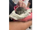 Adopt Isadora a Domestic Short Hair