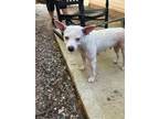 Adopt 56587238 a Terrier, Mixed Breed
