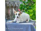 Adopt Apricot a Smooth Collie