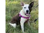 Adopt Waffle a Pit Bull Terrier, Labrador Retriever