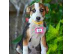 Adopt Pear a Smooth Collie