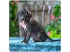 Adopt Marker a Labrador Retriever