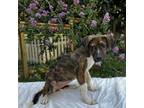 Adopt Cheeta a Labrador Retriever