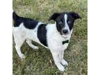 Adopt Persimmon a Smooth Collie