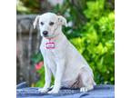 Adopt Peach a Smooth Collie