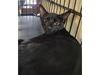 Adopt Minka a Domestic Short Hair