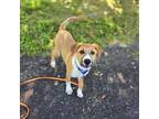 Adopt Tilly a Mixed Breed