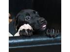 Adopt Thimble a Mixed Breed