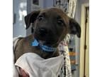 Adopt Marinara a Mixed Breed