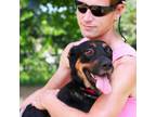 Adopt Chloe a Mixed Breed