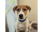 Adopt Tiny a Mixed Breed
