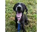 Adopt Athena a Mixed Breed