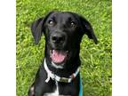 Adopt Raven a Mixed Breed