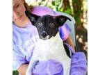 Adopt Lea a Mixed Breed