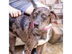 Adopt Mrs. Doubtfire a Mixed Breed