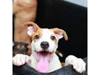 Adopt Tammy a Mixed Breed