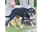 Adopt Huck a Mixed Breed