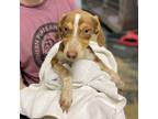 Adopt Charlie a Mixed Breed