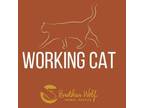 Adopt Bear - Working Cat a Domestic Medium Hair