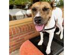 Adopt Debra a Mixed Breed