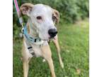 Adopt Dixie a Black Mouth Cur, Pit Bull Terrier