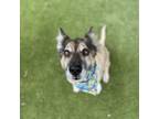 Adopt Samantha a Mixed Breed
